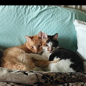 Meet your Posher, Dawn